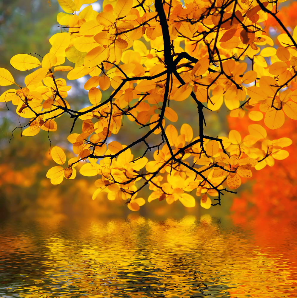 shutterstock_2265019