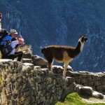Llama.